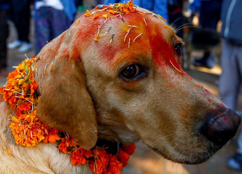 Festival hindú de Tihar y su veneración por los animales