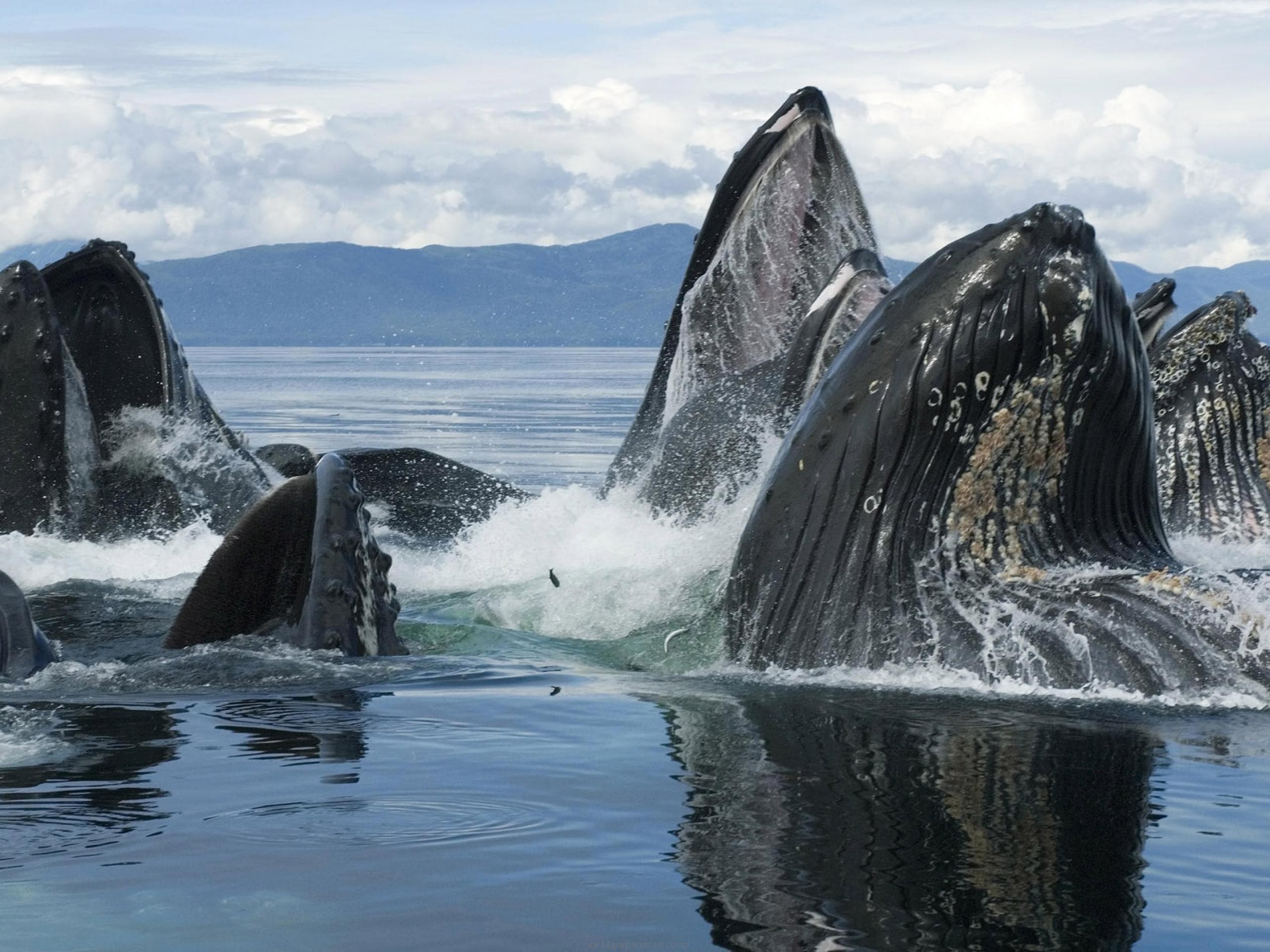 Ballenas jorobadas y turismo en Panamá