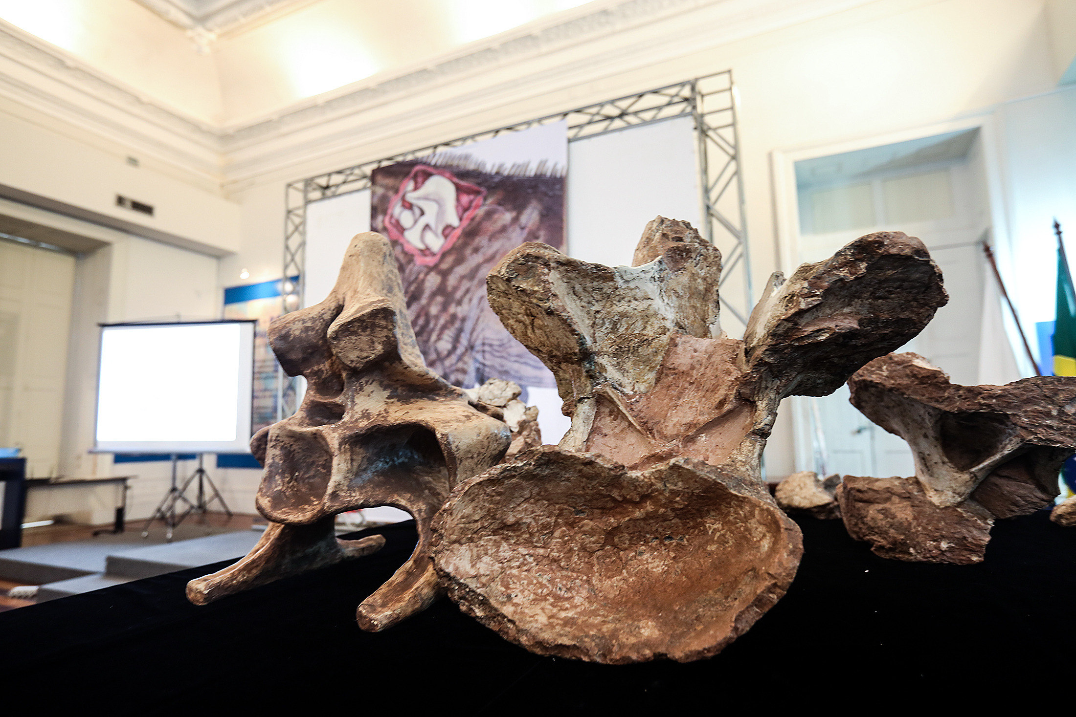 Investigadores anuncian descubrimiento del mayor dinosaurio de Brasil
