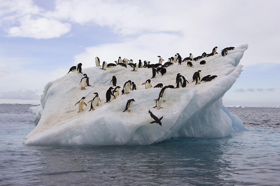 WWF pide crear una gran reserva marina protegida para salvar a la Antártida