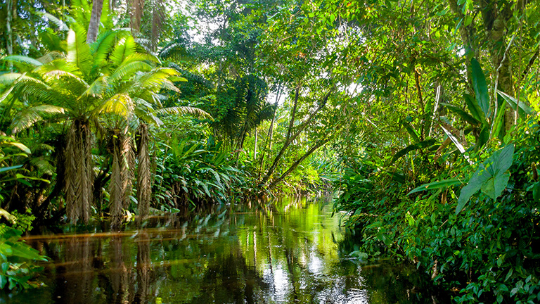 Conservación de la Amazonía y sus efectos del cambio climático
